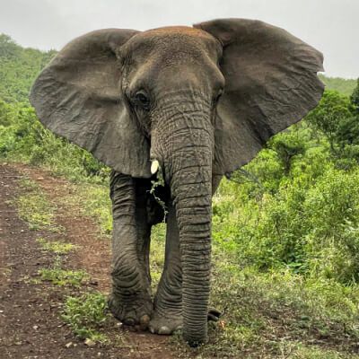 Elephant Nana