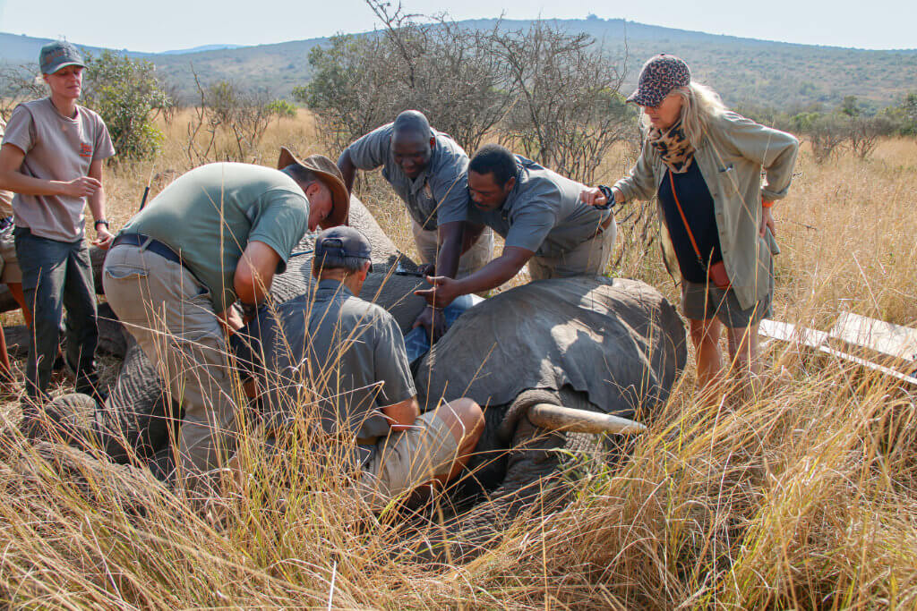 Rangers collaring Matriach Elephant named Marula